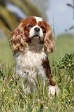 CAVALIER KING CHARLES 162